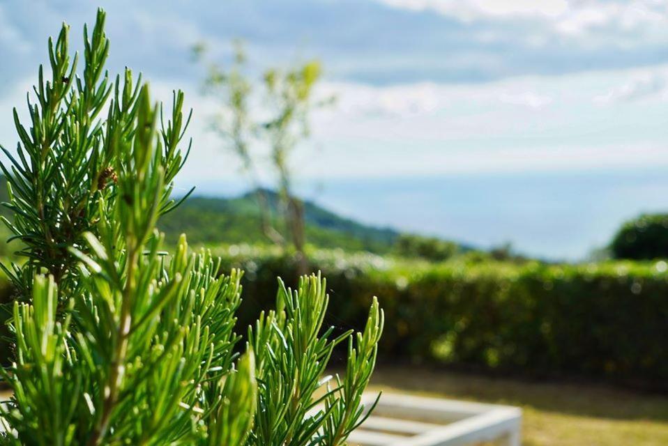 B&B Il Piccolo Paradiso Montenero  Ngoại thất bức ảnh